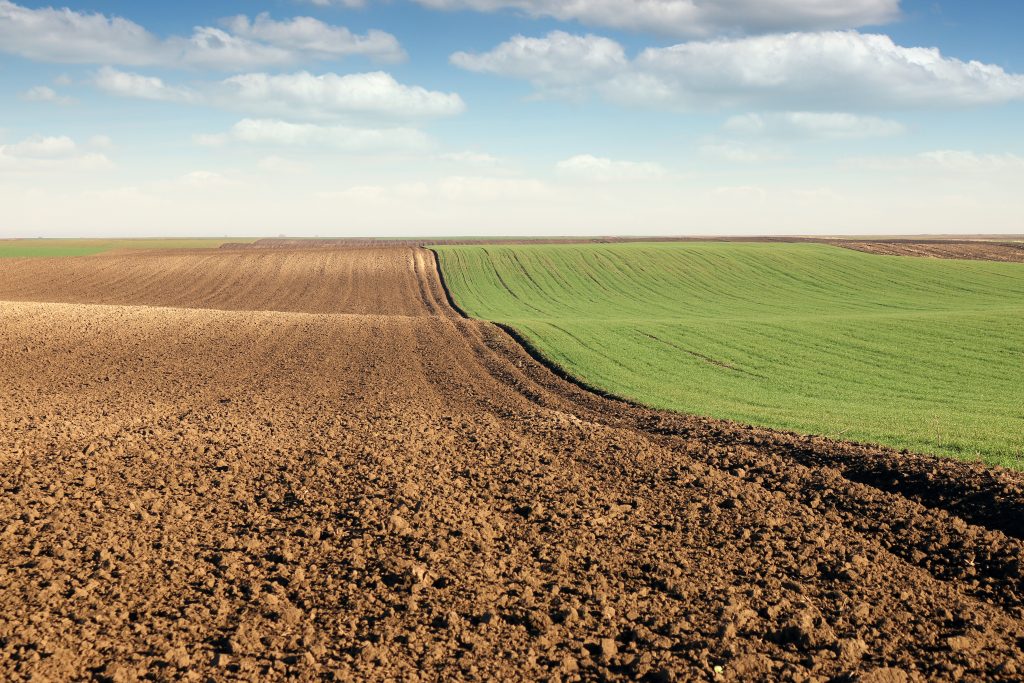 plowed field and young green wheat landscape sunny autumn day